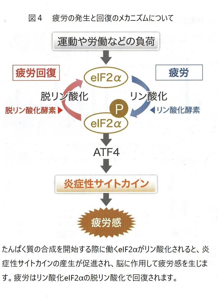 疲労について（前編）