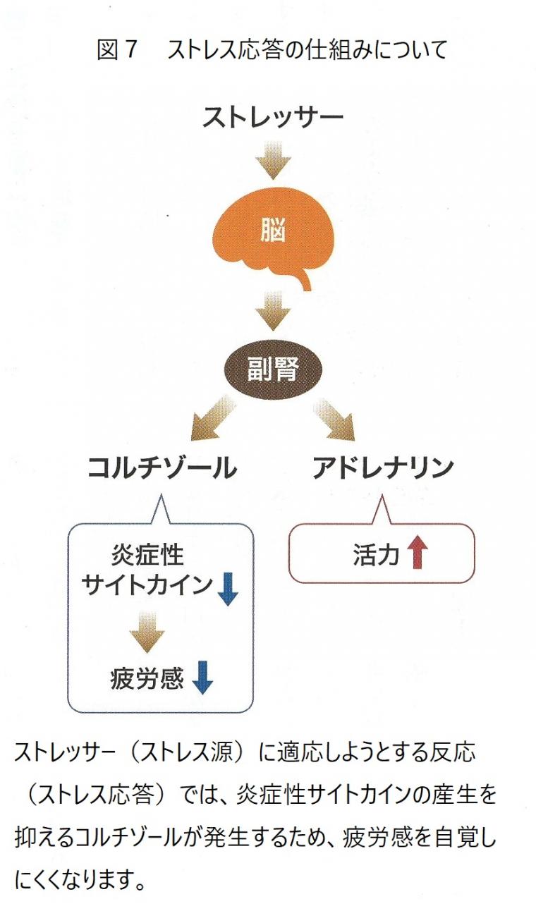 疲労について（後編）