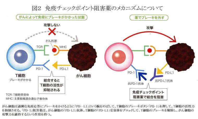 現在のがん免疫療法について