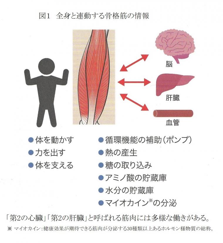 骨格筋と健康寿命の関係について（前編）