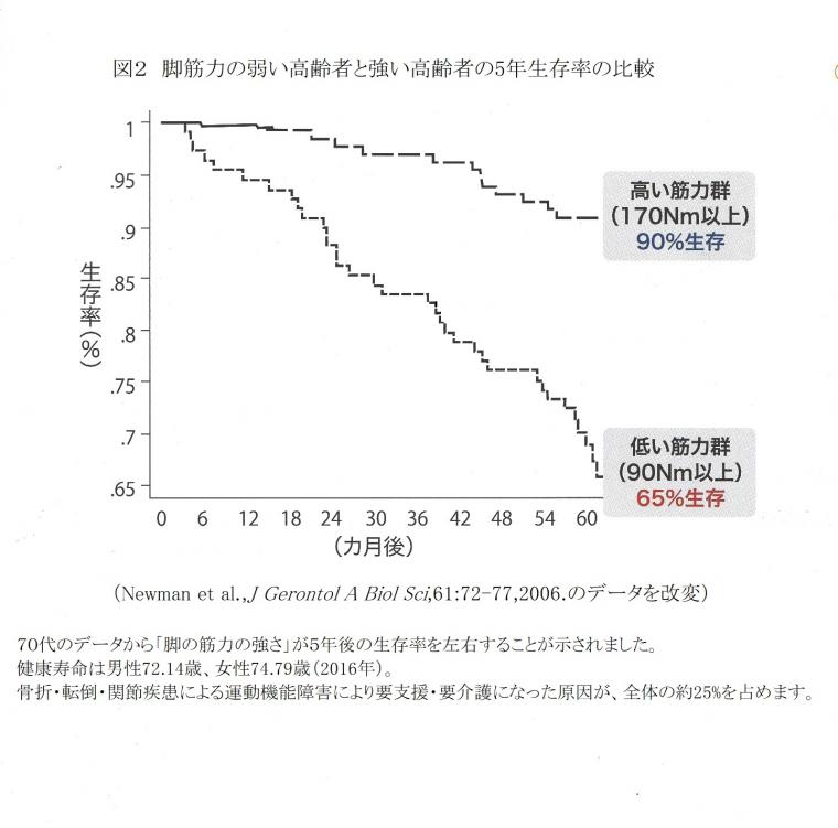 骨格筋と健康寿命の関係について（前編）