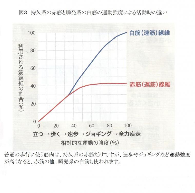 骨格筋と健康寿命の関係について（前編）