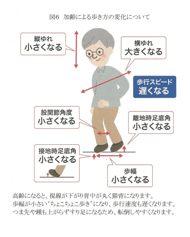 骨格筋と健康寿命の関係について（前編）