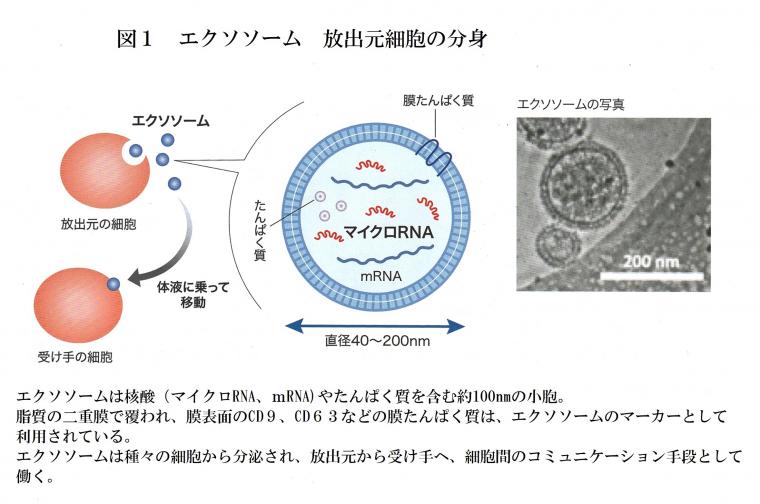 がんの診断に関わる「マイクロRNA」について（前編）