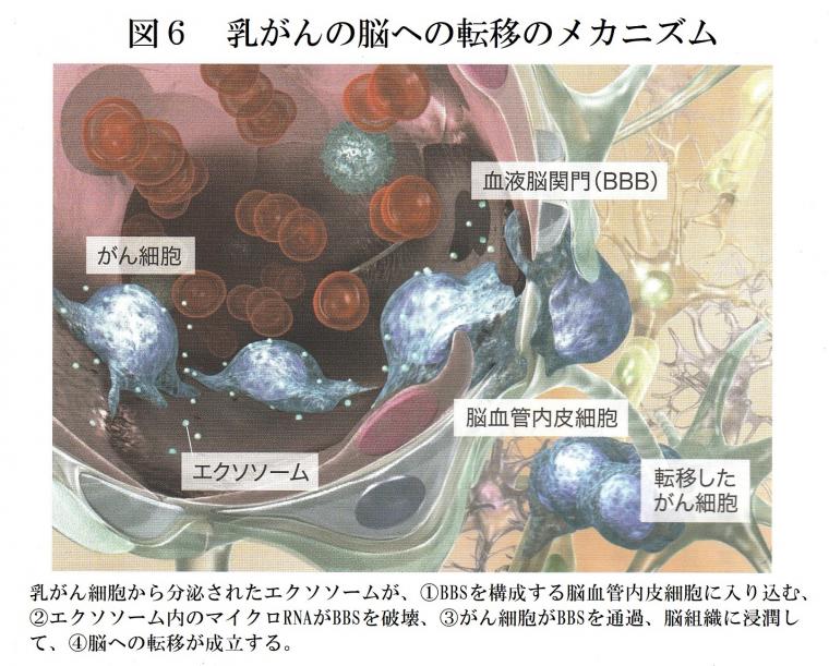 がんの診断に関わる「マイクロRNA」について（後編）