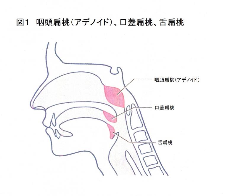 睡眠時無呼吸の一般的な治療法と矯正歯科での治療例について