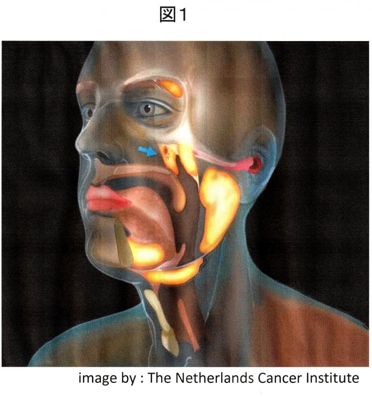 喉の奥に発見された未知の臓器について