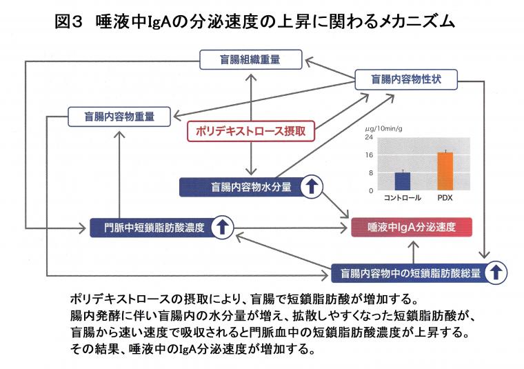 「腸‐唾液腺相関について（前編）」