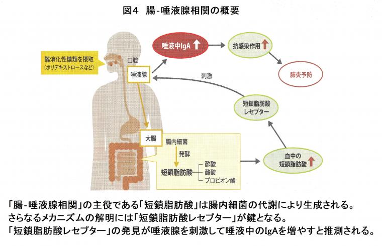 「腸‐唾液腺相関について（前編）」