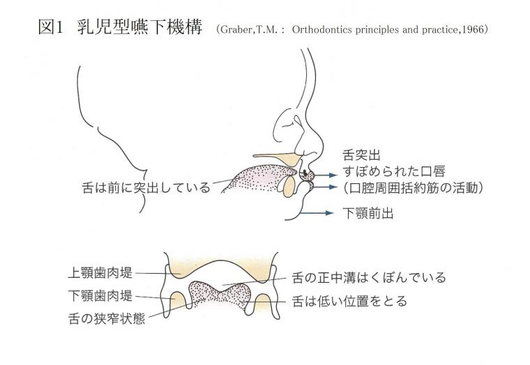 嚥下機能の発達について