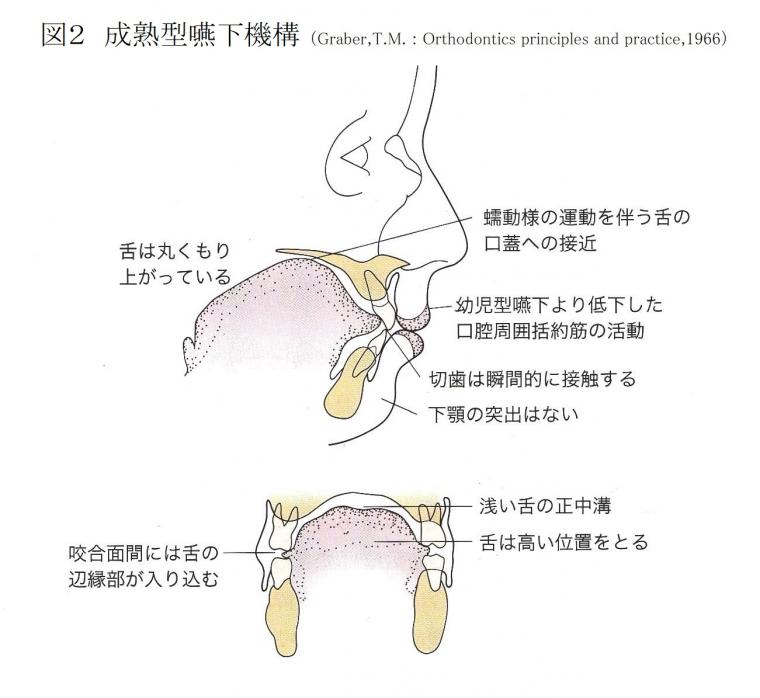 嚥下機能の発達について