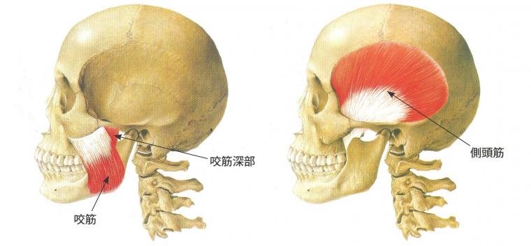 咀嚼機能に関わる咀嚼筋群について