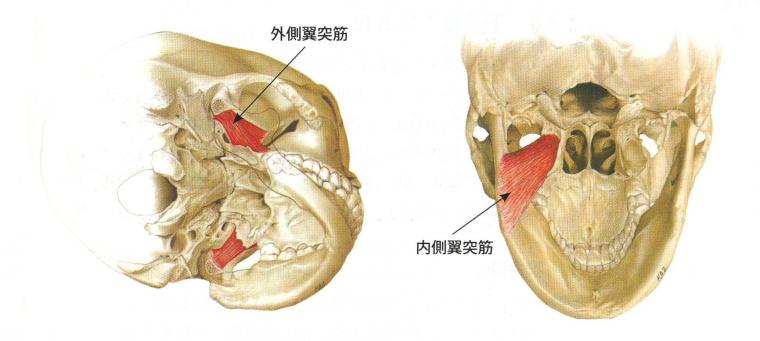 咀嚼機能に関わる咀嚼筋群について