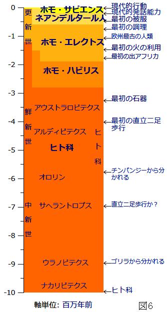 人類の進化と不正咬合の出現について