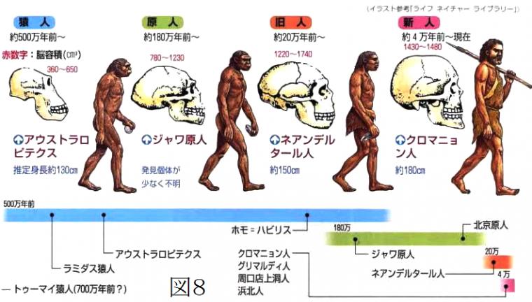 人類の進化と不正咬合の出現について