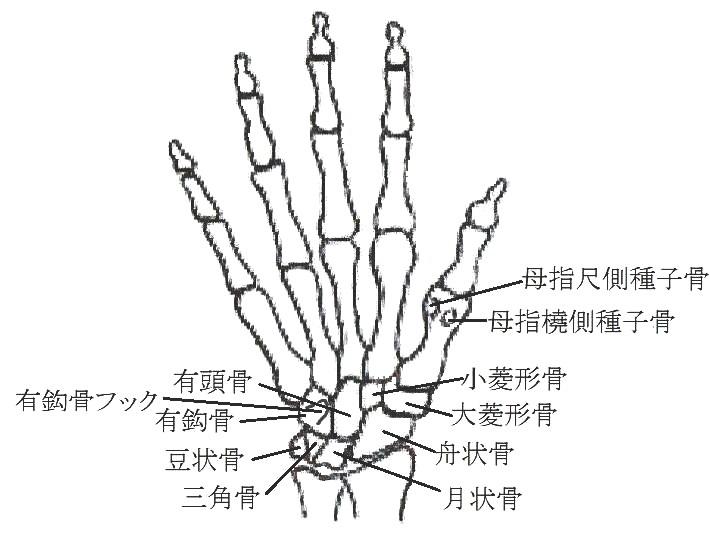 手の骨による骨年齢について