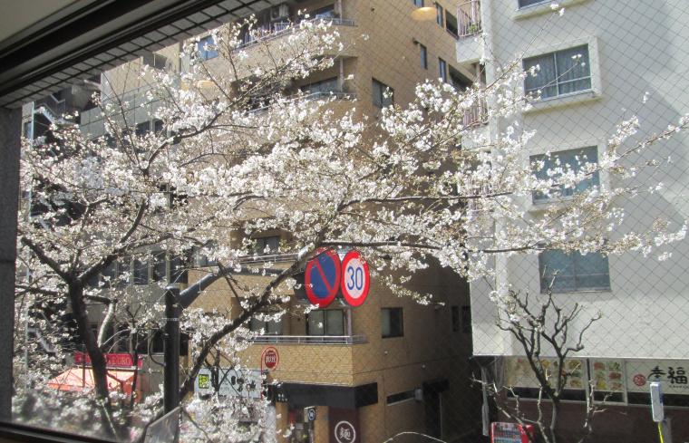 当院横の桜がようやく咲きました!