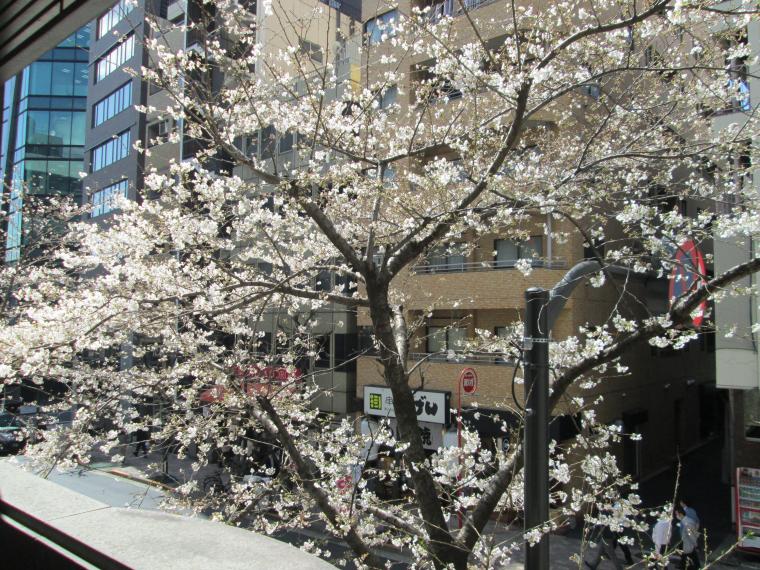 当院横の桜がようやく咲きました!