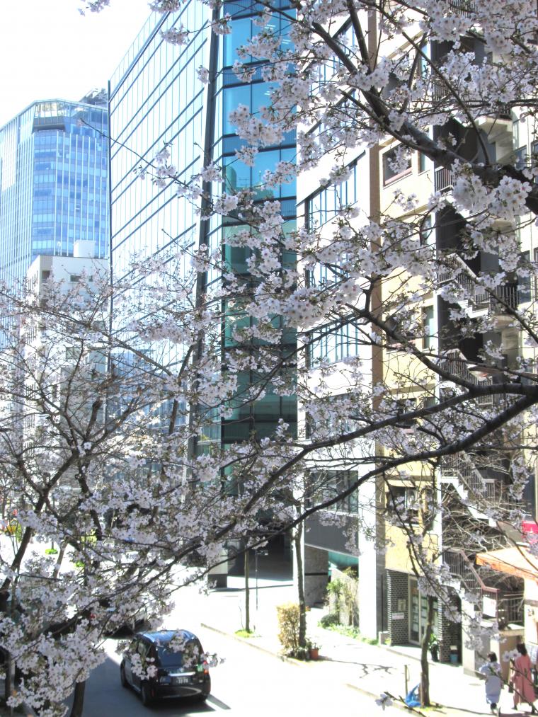 今年も当院の前の桜が満開となりました。