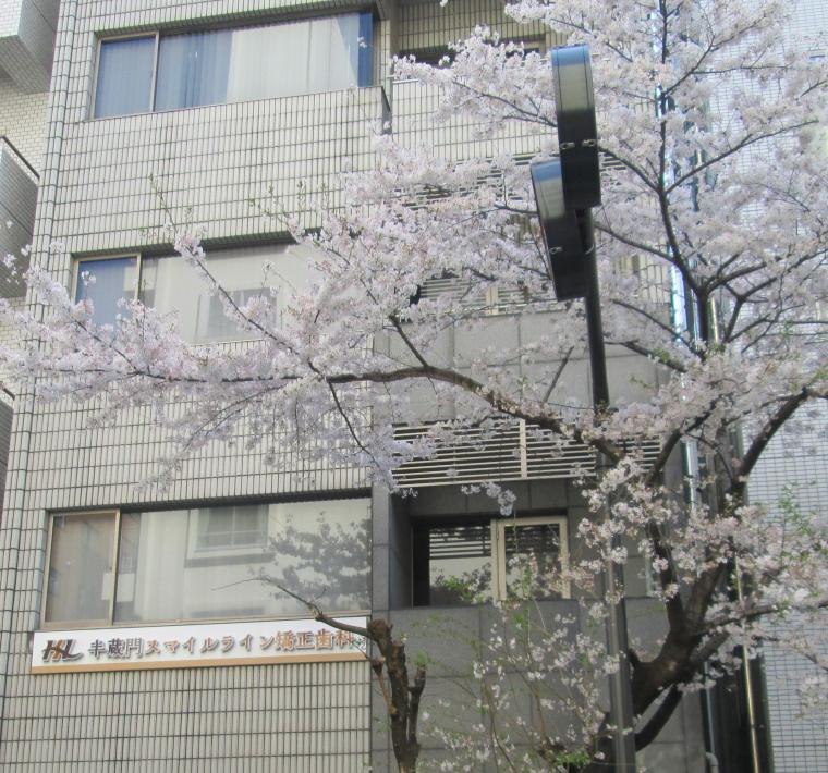 当院横の桜が満開を迎えました。