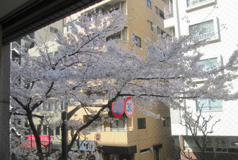 当院横の桜が満開を迎えました。