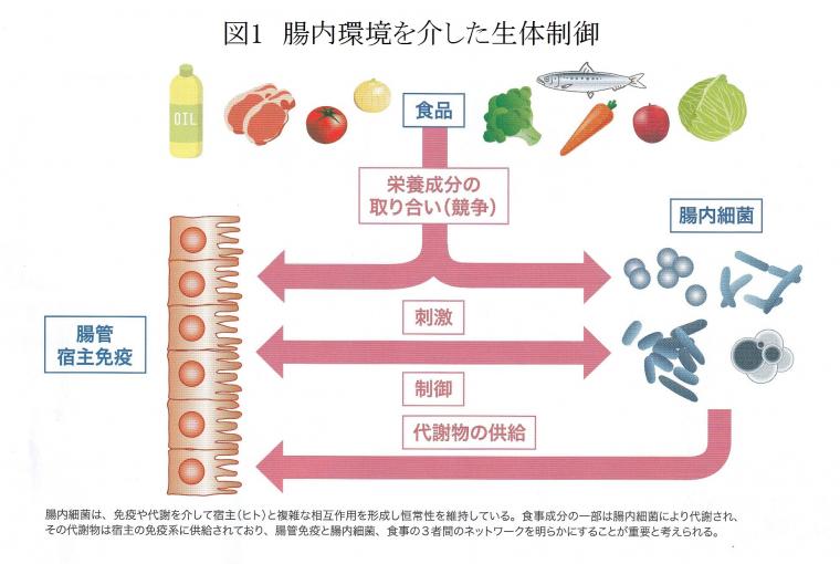 腸内細菌研究の最新レポート（前編）