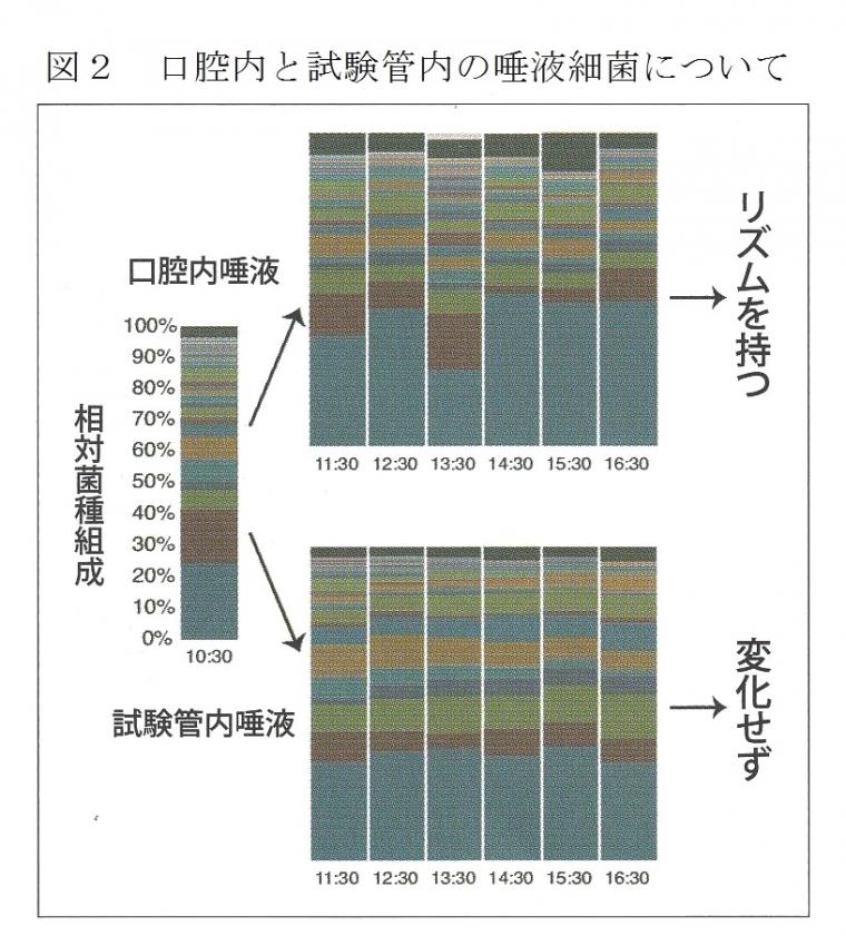 口腔内細菌叢が持つ概日リズムについて