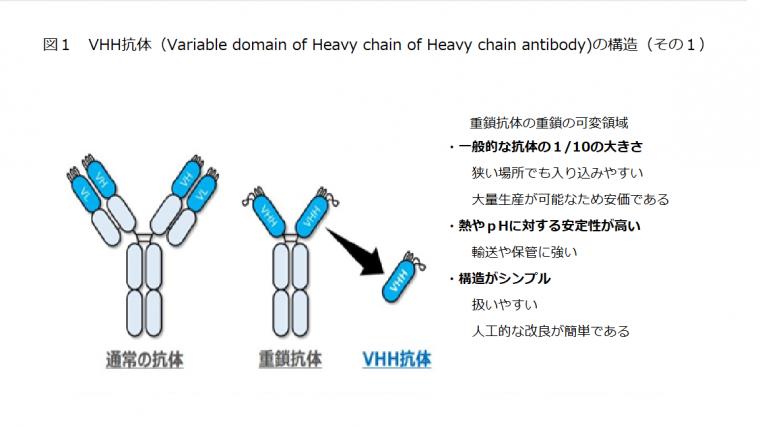 新型コロナ感染を抑制するVHH抗体について