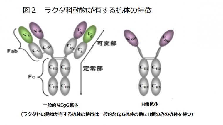 新型コロナ感染を抑制するVHH抗体について