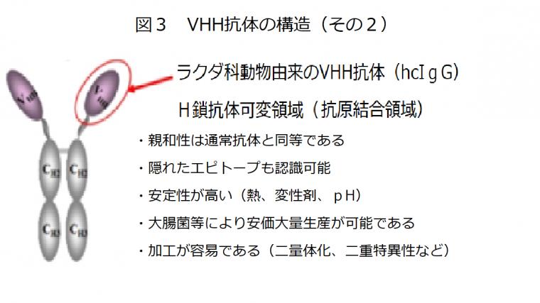 新型コロナ感染を抑制するVHH抗体について