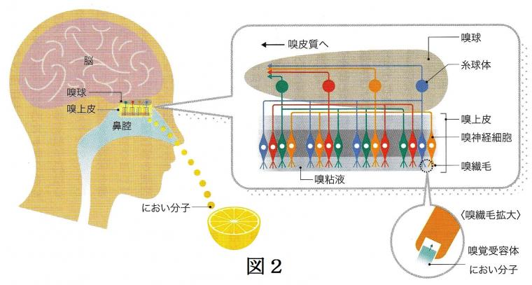 「香り」がもたらす生理作用について