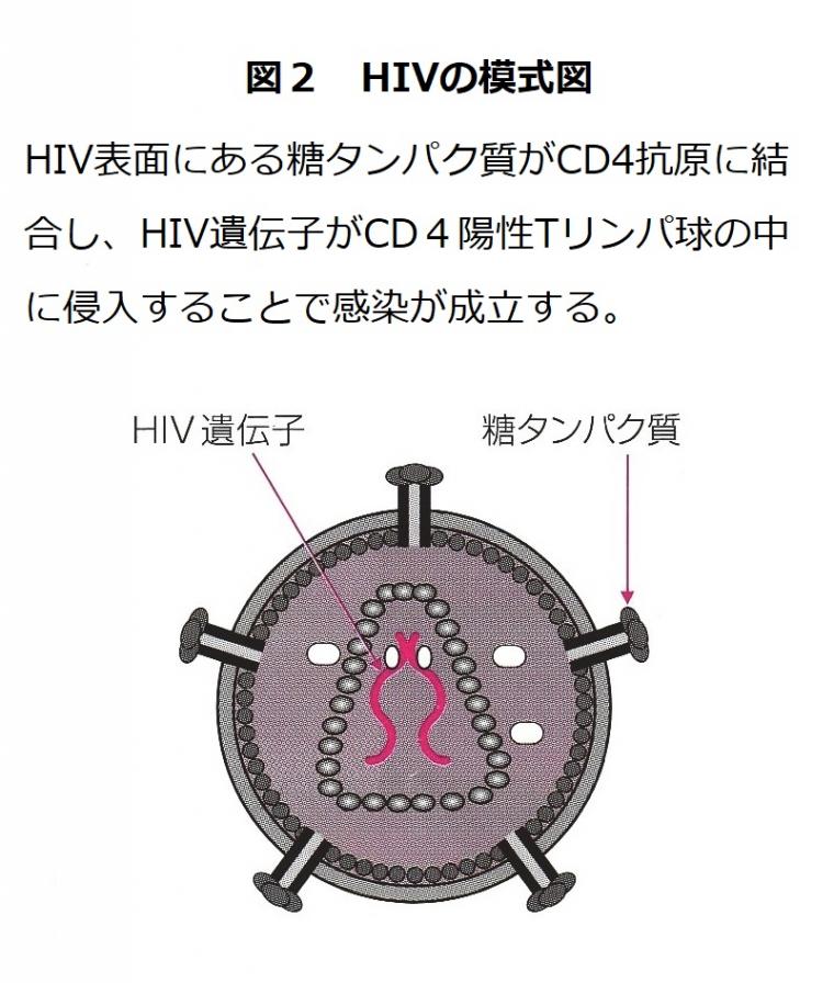 HIV感染者に対する歯科治療について