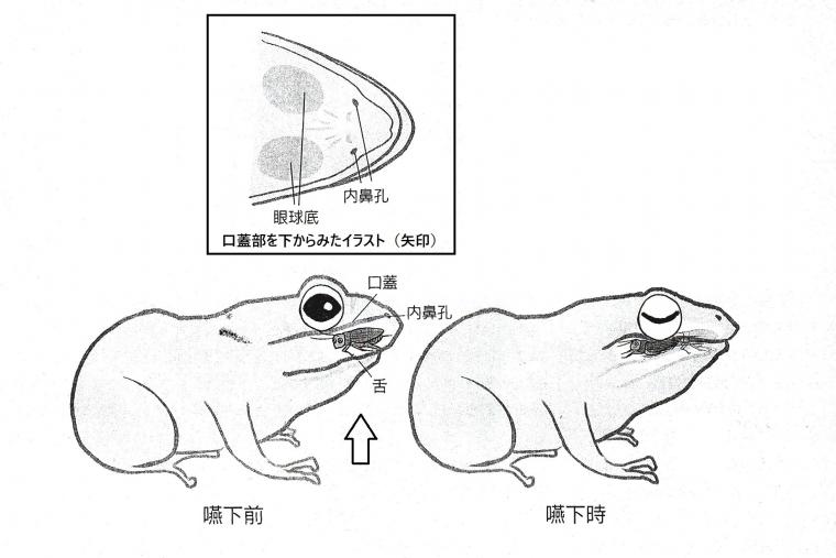 カエルの眼輪筋について