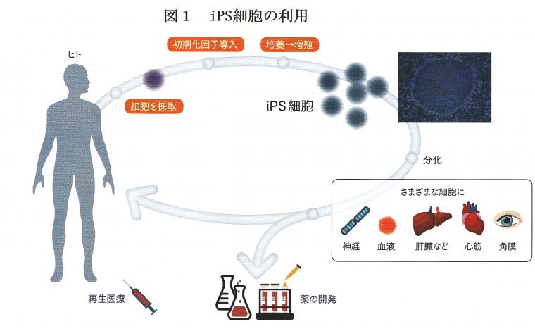 iPS細胞による再生医療について