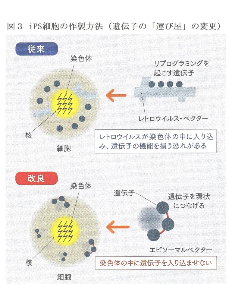 iPS細胞による再生医療について